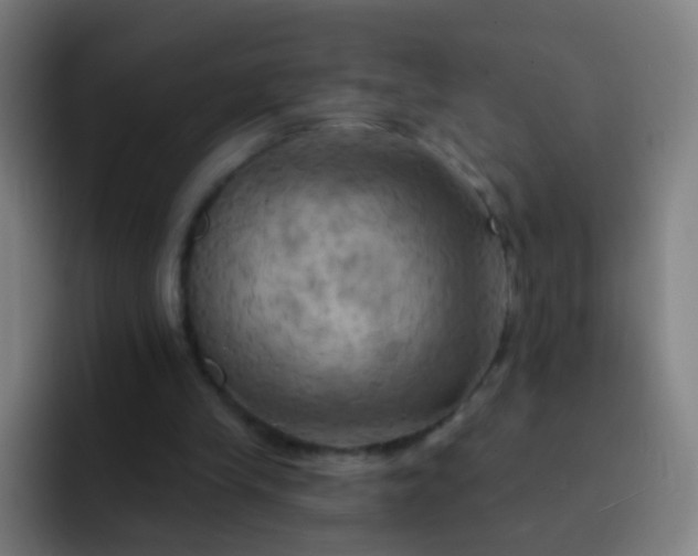 X0000093220245200710101350