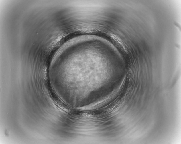 X0000093220596200710241218