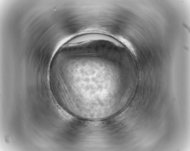 X0000093221288200710241210