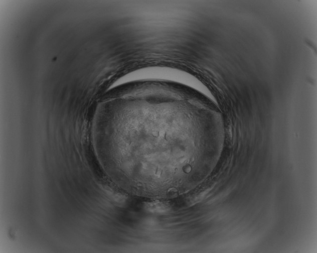 X0000093230511200709261655