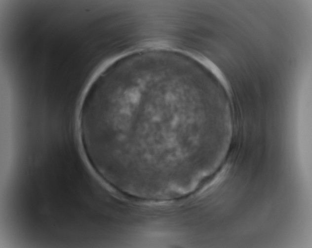 X0000093231389200710101356