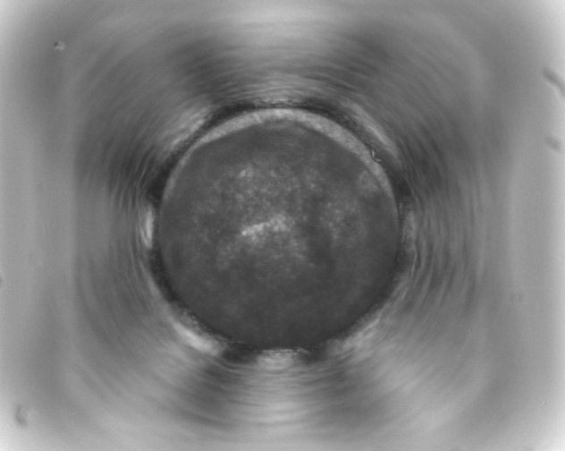 X0000093230076200710241244