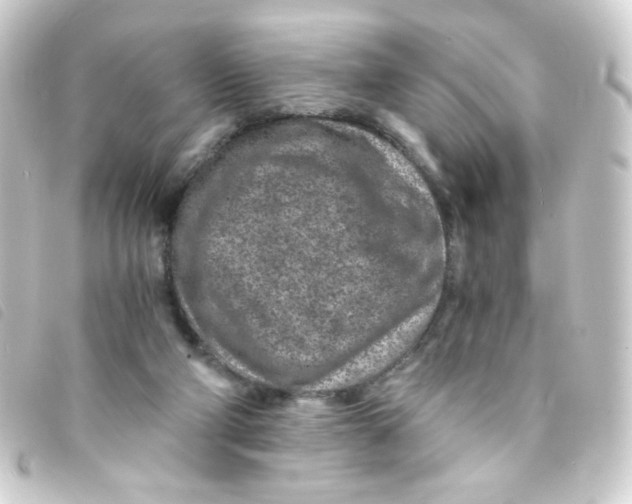 X0000093230114200710241243