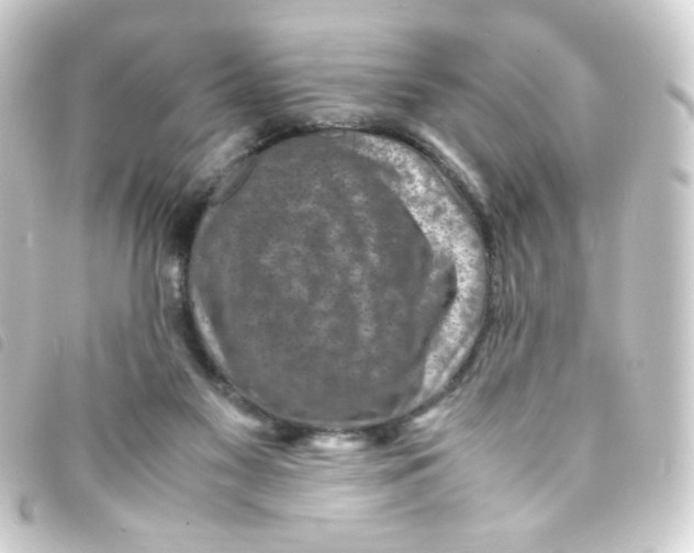 X0000093230117200710241243