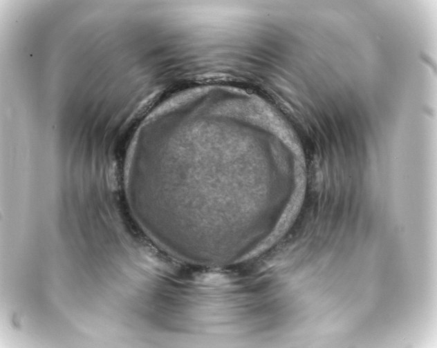 X0000093230224200710241242