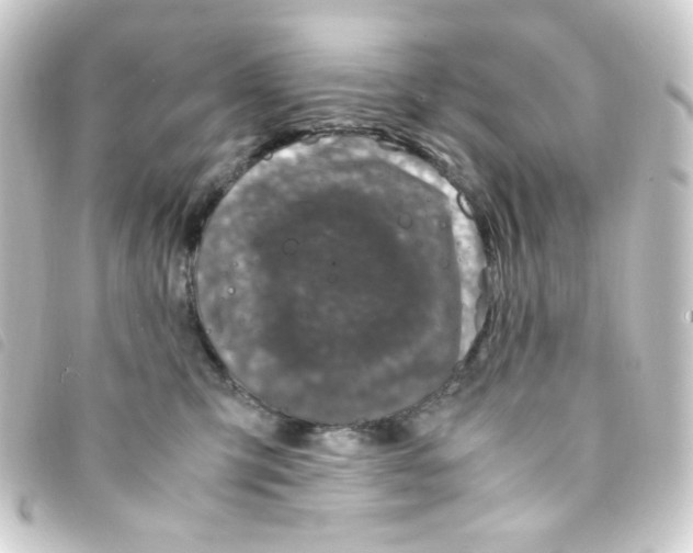 X0000093230423200710241239