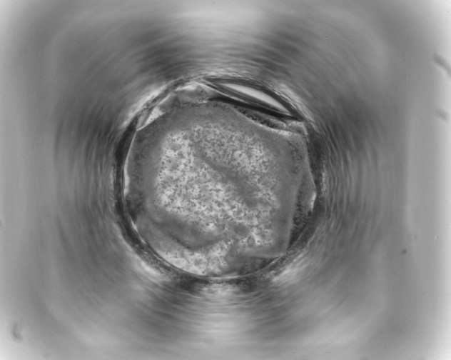 X0000093230444200710241239