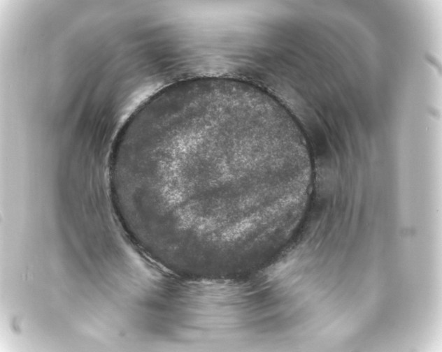 X0000093230626200710241236