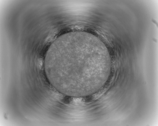 X0000093230709200710241236