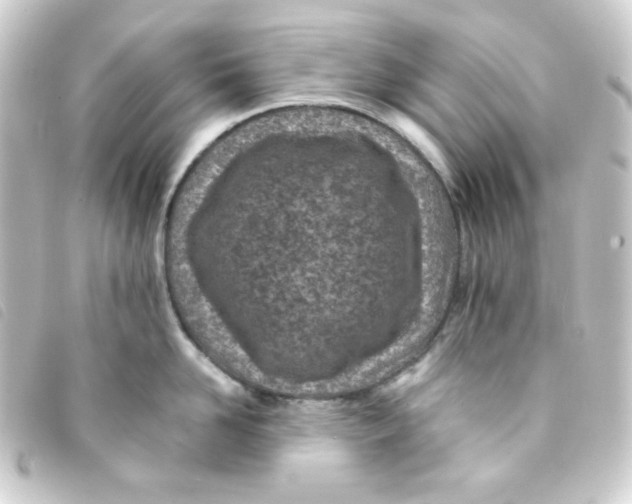 X0000093230958200710241233