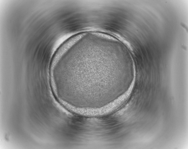 X0000093231239200710241229