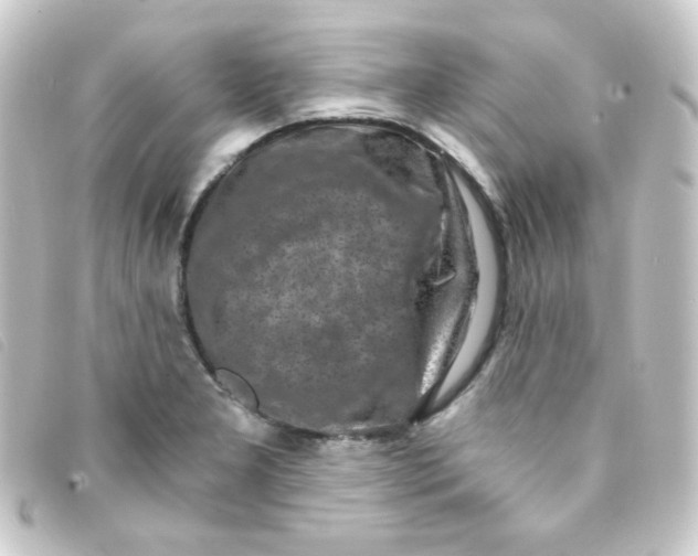 X0000093231277200710241229