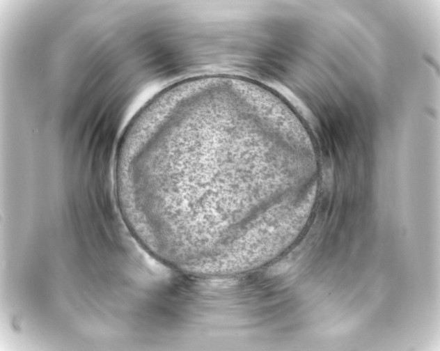 X0000093231294200710241228