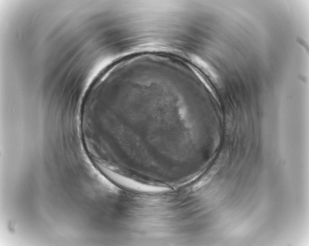 X0000093231334200710241228