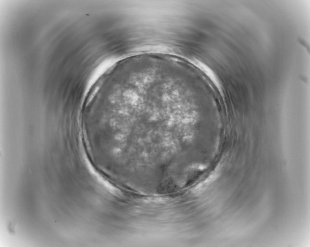 X0000093231389200710241227