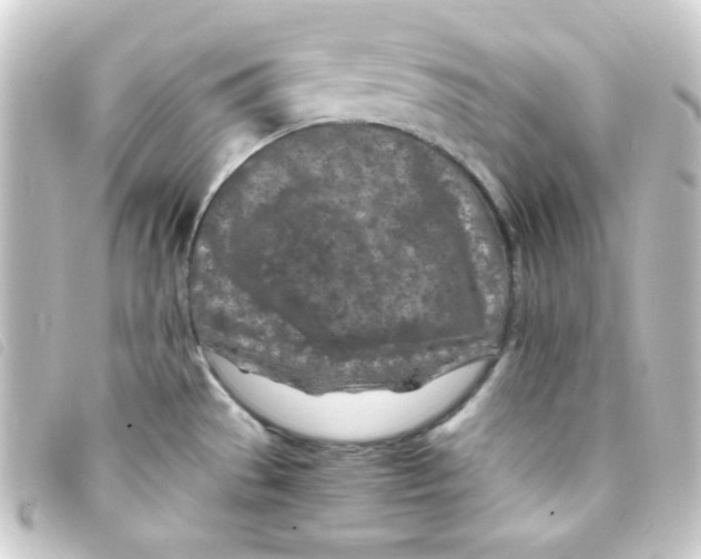 X0000093231529200710241226