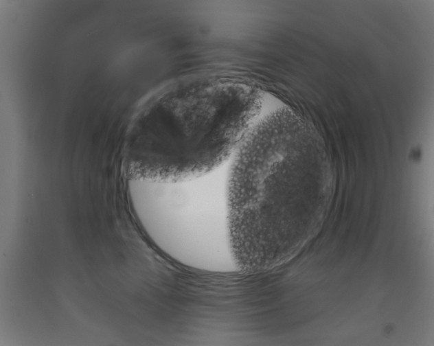 X0000093240666200709261531