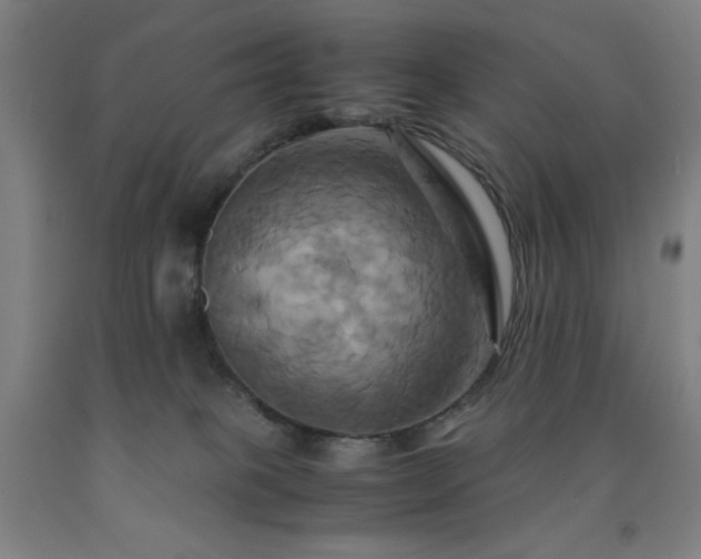 X0000093240085200709261717