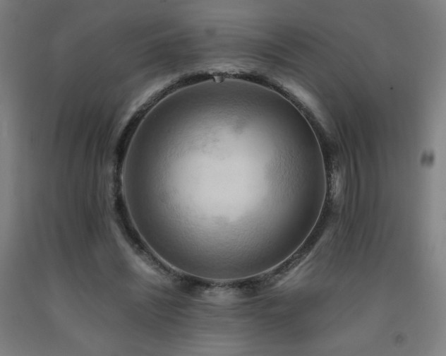 X0000093240444200709261712