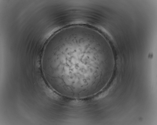 X0000093240929200709261705