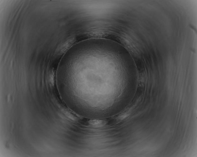 X0000093240334200710031607