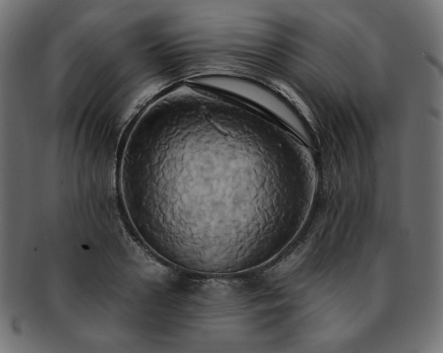 X0000093240938200710031559