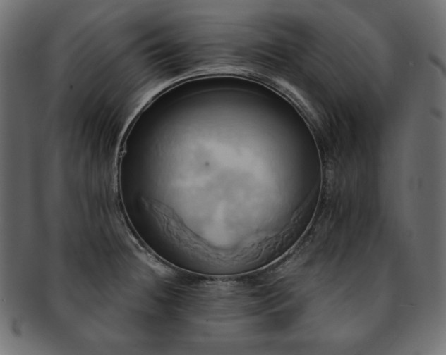 X0000093241236200710031556