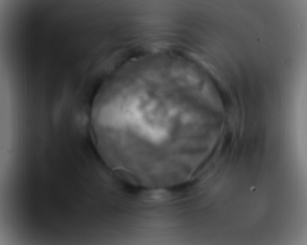 X0000093240427200710101425