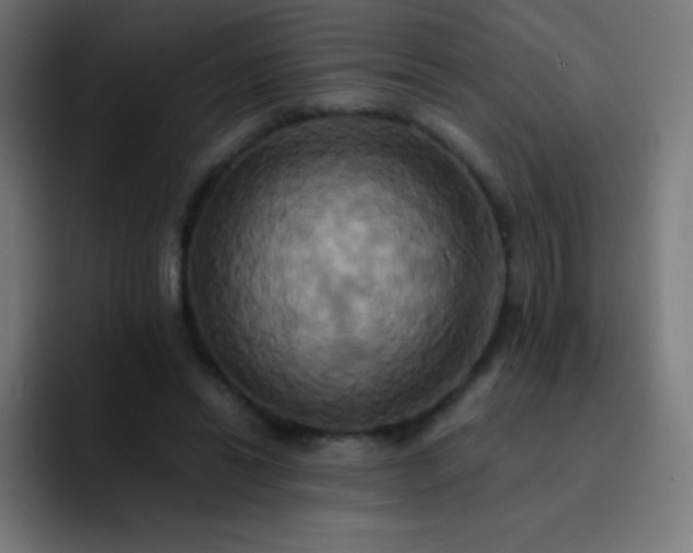 X0000093240446200710101425