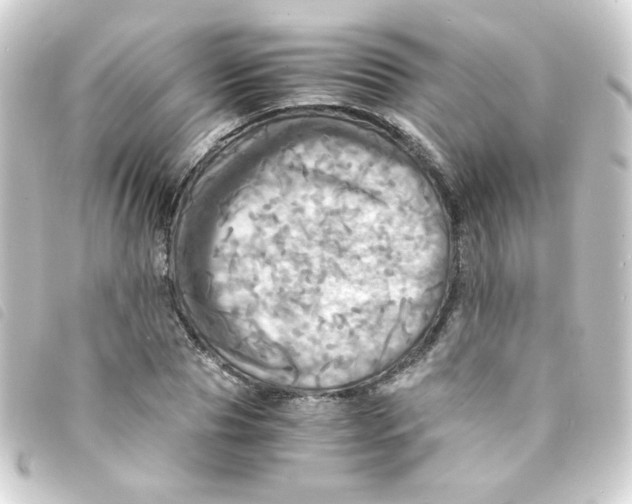 X0000093240929200710241252