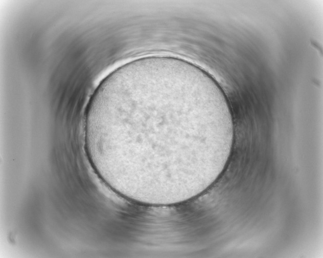 X0000093241526200710241245