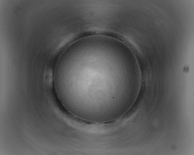 X0000093250024200710031613