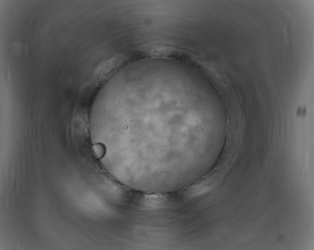 X0000093250240200710031610