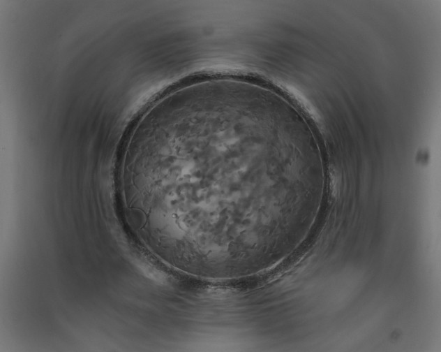 X0000093250487200710031607