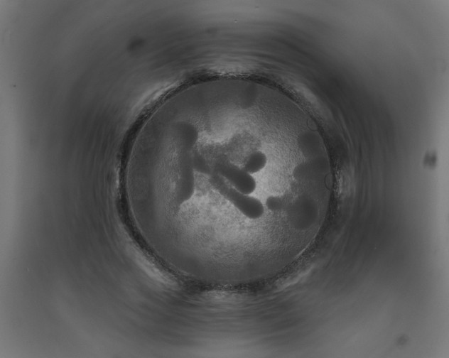 X0000093250733200710031603