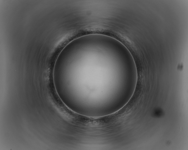 X0000093250735200710031603