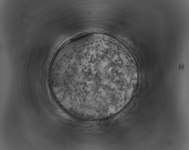 X0000093250049200710171435