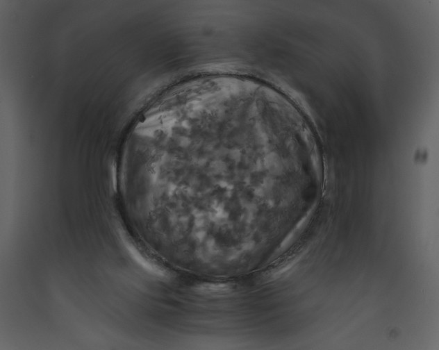 X0000093250061200710171435