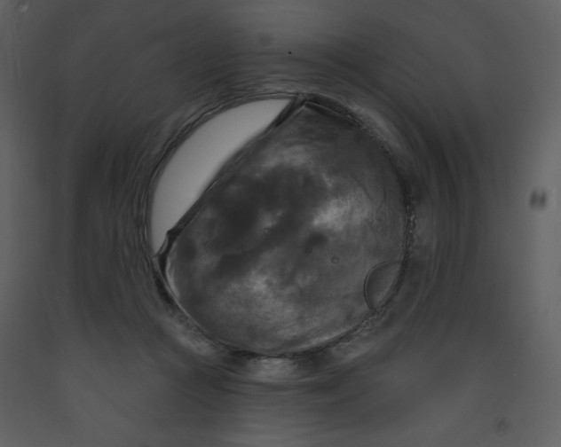 X0000093250361200710171431