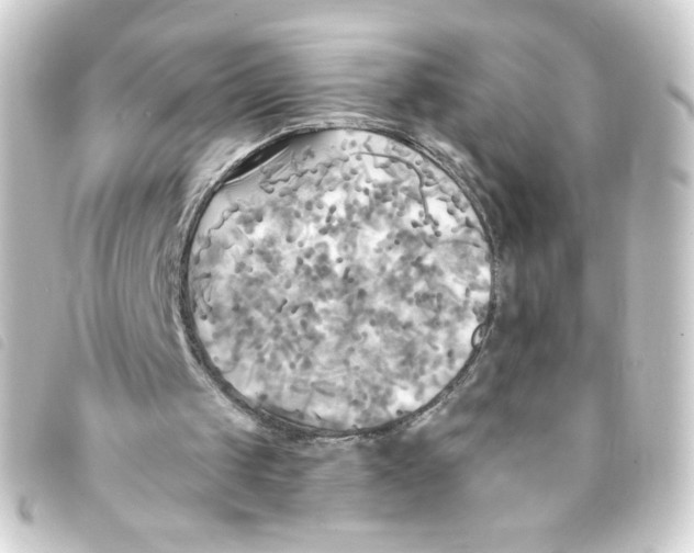 X0000093250049200710241322