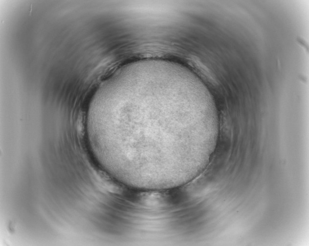 X0000093250074200710241322