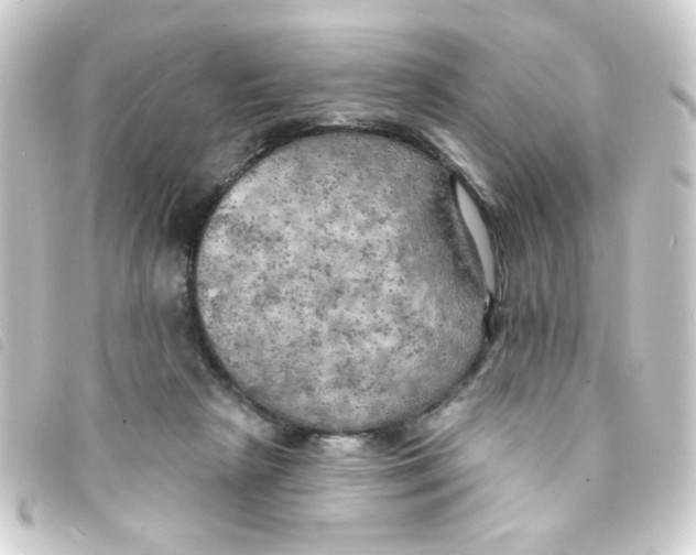 X0000093250265200710241320