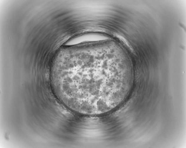 X0000093250833200710241313