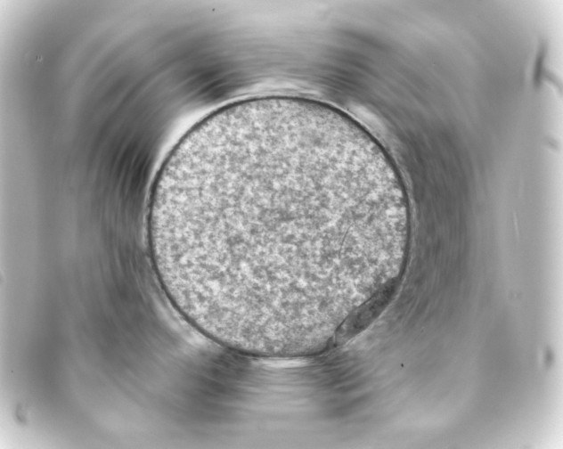 X0000093251296200710241307