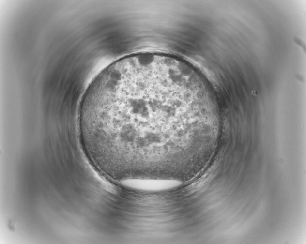 X0000093251375200710241306