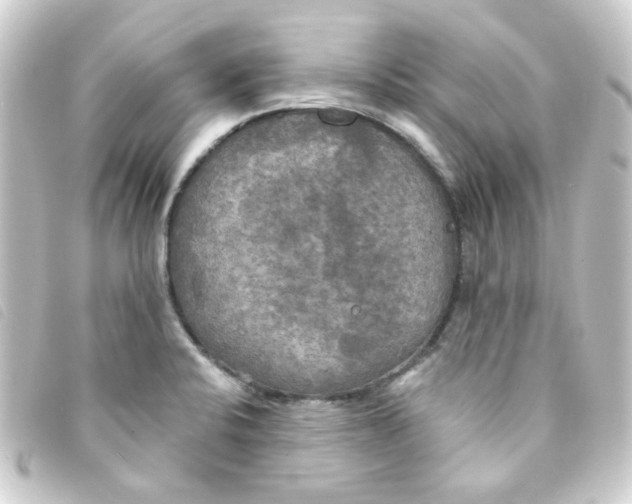 X0000093251424200710241306