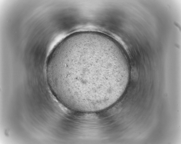 X0000093251464200710241305