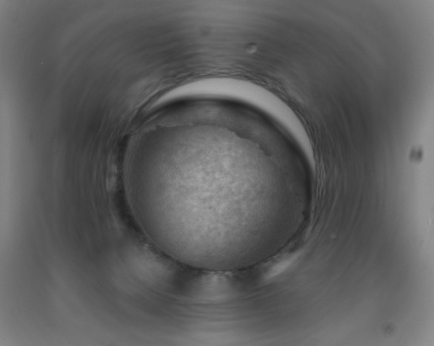 X0000093260080200709261740