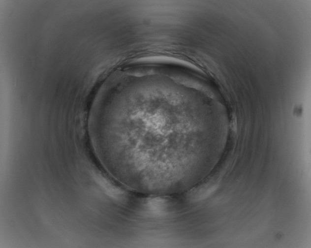 X0000093260462200709261735