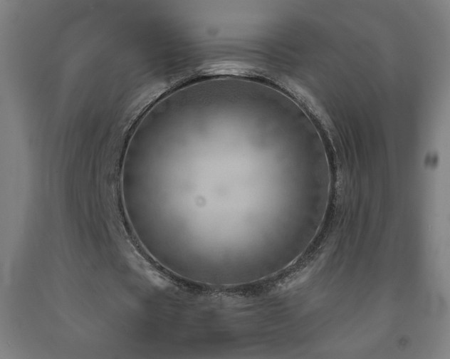 X0000093260529200709261733
